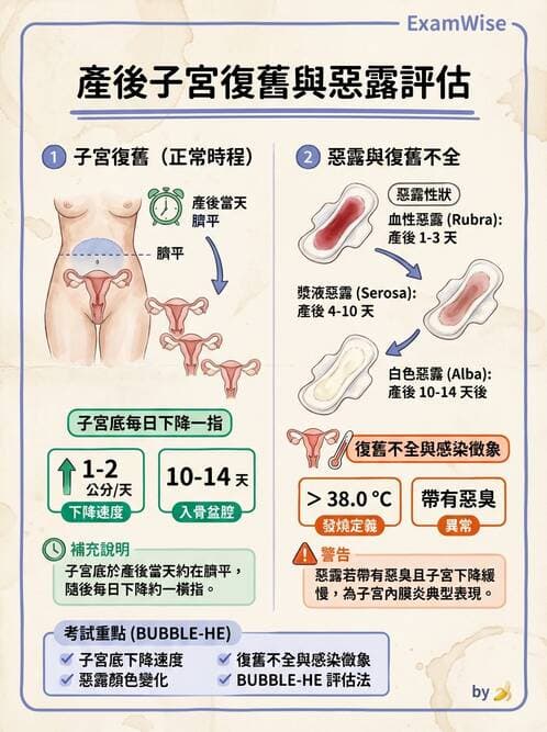 護理師 - 產後生理恢復與護理 - AI 圖文解析預覽