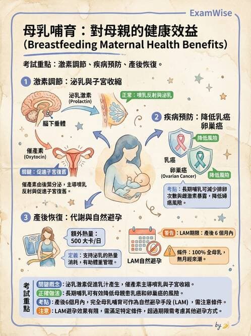 護理師 - 母乳哺餵 - AI 圖文解析預覽