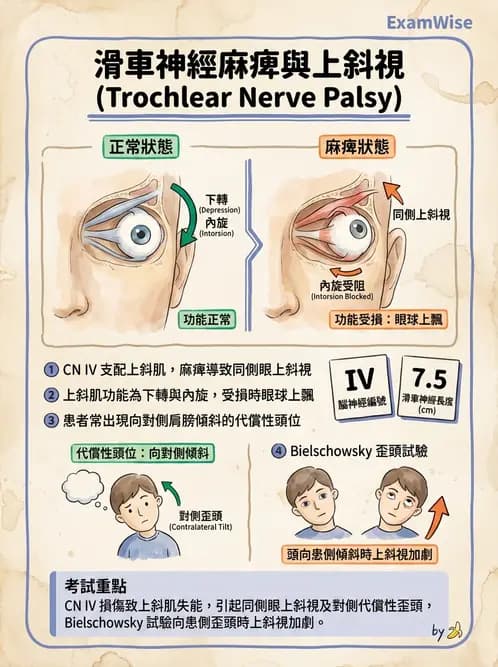 驗光師 - 斜視 - AI 圖文解析預覽
