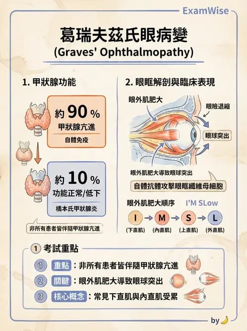 驗光師 - 血管阻塞、甲狀腺眼疾與其他全身性眼病變 - AI 圖文解析預覽