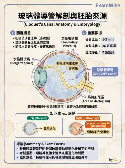 驗光師 - 眼球胚胎發育 - AI 圖文解析預覽