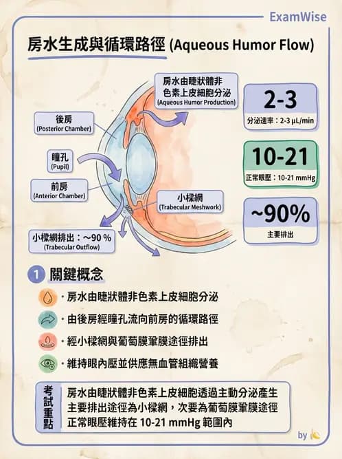 驗光師 - 眼球中層與前房 - AI 圖文解析預覽