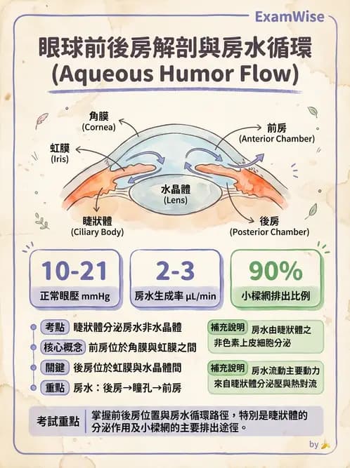 驗光師 - 眼球中層與前房 - AI 圖文解析預覽