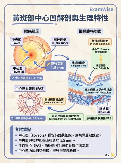 驗光師 - 視網膜 - AI 圖文解析預覽
