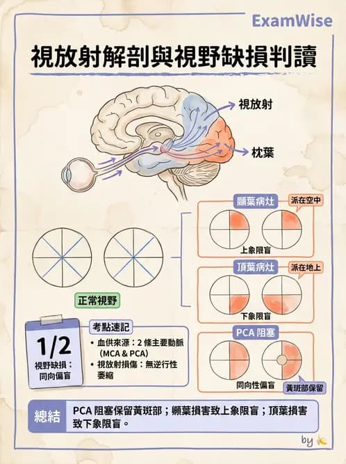 驗光師 - 視覺神經傳導系統 - AI 圖文解析預覽