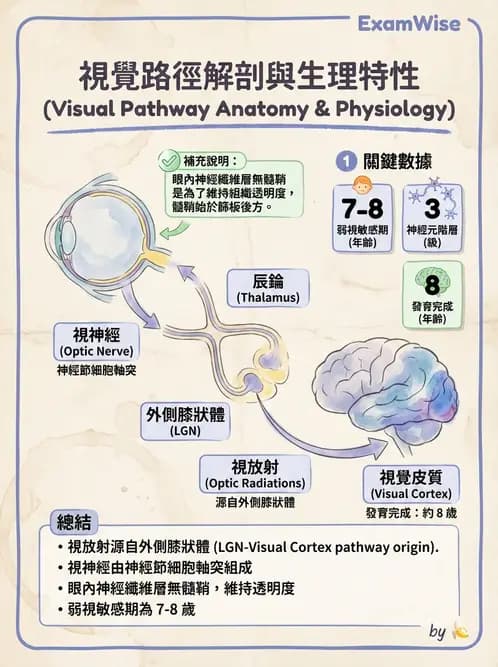 驗光師 - 視覺神經傳導系統 - AI 圖文解析預覽