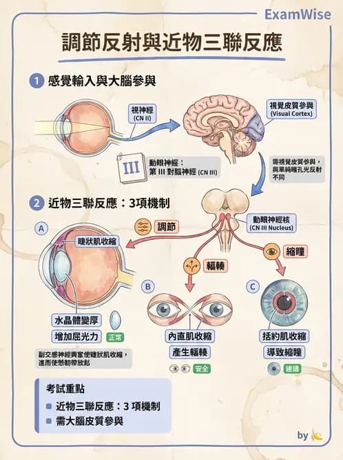 驗光師 - 眼部反射弧與自主神經調控 - AI 圖文解析預覽