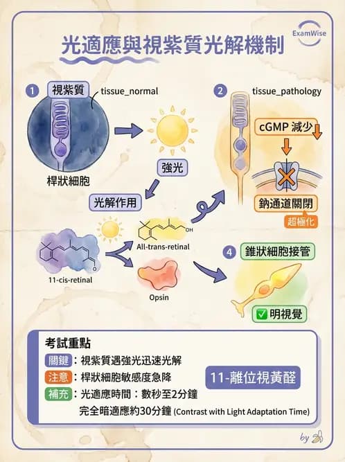 驗光師 - 視覺生理與檢查 - AI 圖文解析預覽