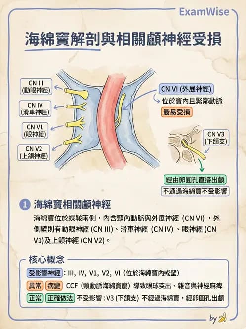 驗光師 - 眼部腦神經解剖與麻痺 - AI 圖文解析預覽
