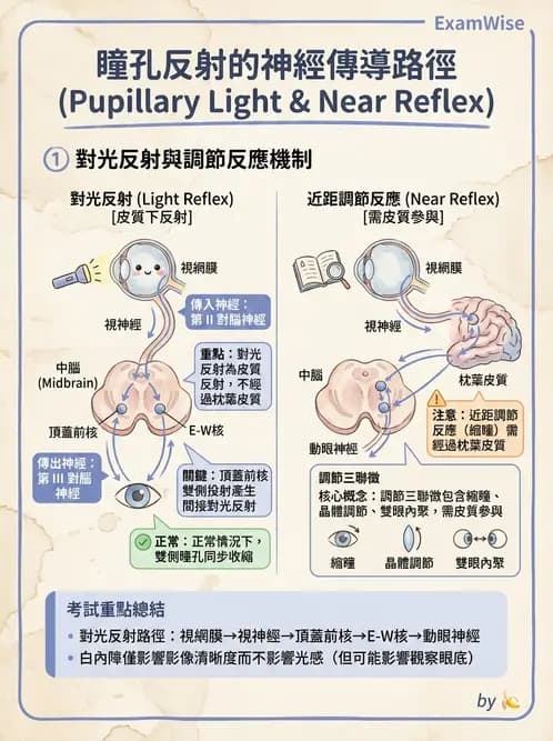 驗光師 - 斜弱視與神經眼科 - AI 圖文解析預覽