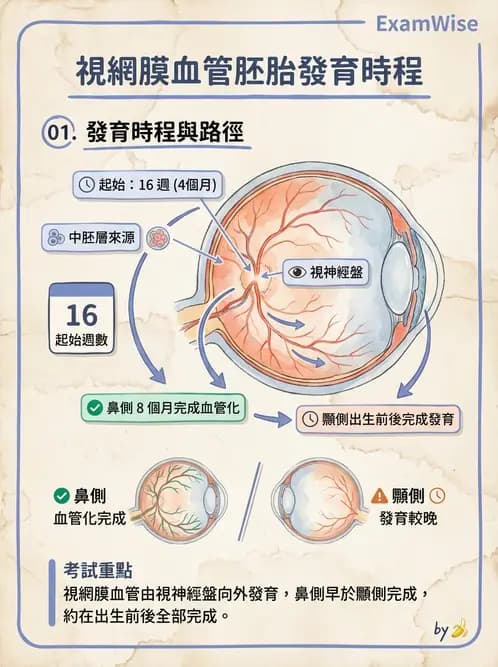 驗光師 - 眼球胚胎發育 - AI 圖文解析預覽
