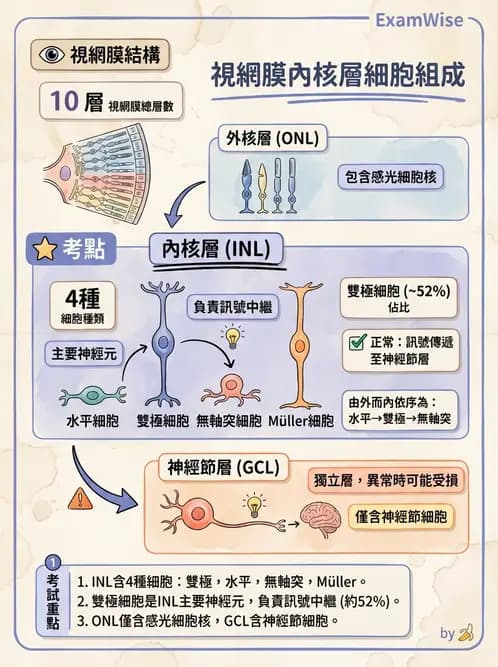 驗光師 - 視網膜 - AI 圖文解析預覽