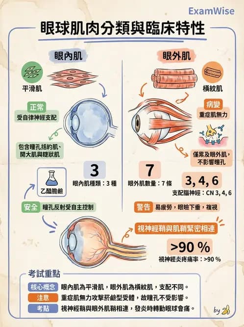 驗光師 - 眼外肌與眼球運動 - AI 圖文解析預覽
