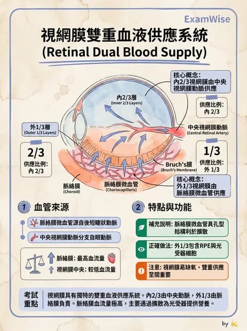 驗光師 - 眼循環系統 - AI 圖文解析預覽