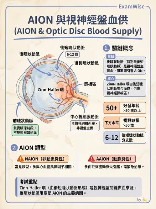 驗光師 - 眼循環系統 - AI 圖文解析預覽