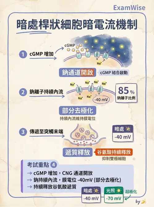 驗光師 - 視網膜 - AI 圖文解析預覽