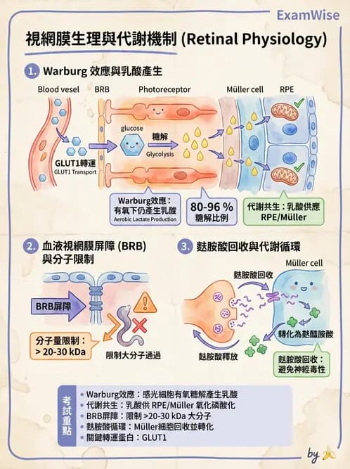 驗光師 - 視網膜 - AI 圖文解析預覽