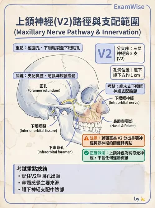驗光師 - 眼部反射弧與自主神經調控 - AI 圖文解析預覽