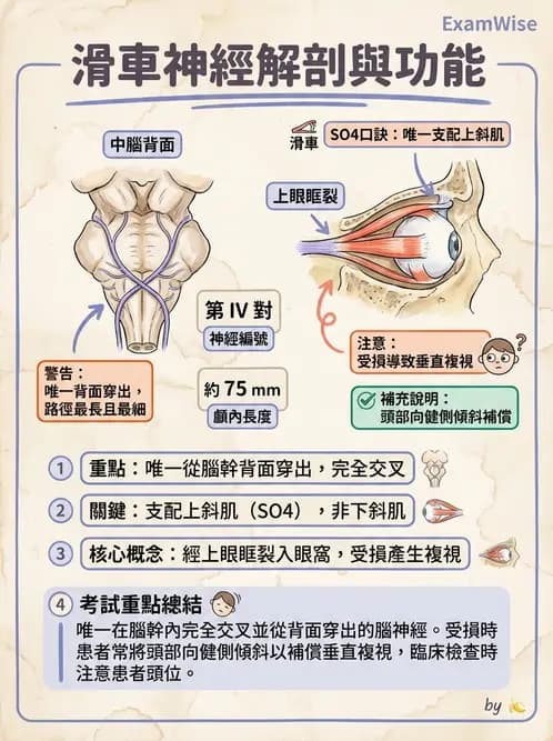 驗光師 - 眼部腦神經解剖與麻痺 - AI 圖文解析預覽