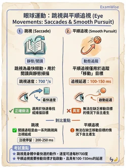 驗光師 - 眼外肌運動與眼位初步檢查 - AI 圖文解析預覽