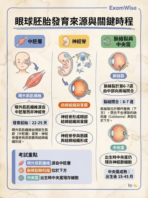 驗光師 - 眼球胚胎發育 - AI 圖文解析預覽