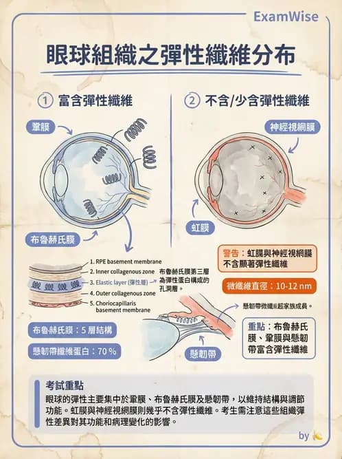驗光師 - 眼球外層構造 - AI 圖文解析預覽