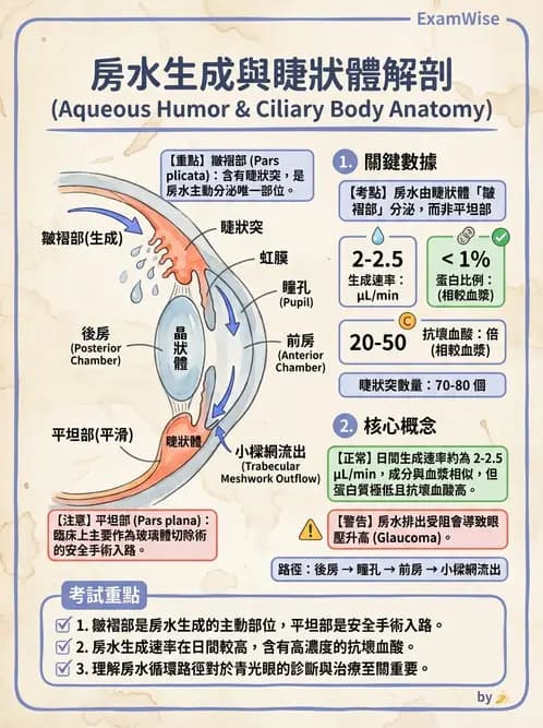 驗光師 - 眼球中層與前房 - AI 圖文解析預覽