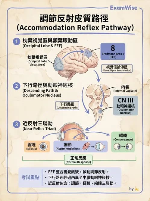 驗光師 - 眼部反射弧與自主神經調控 - AI 圖文解析預覽