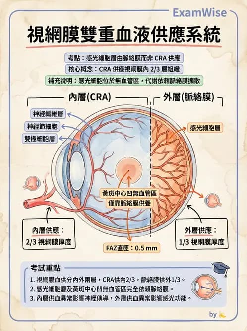 驗光師 - 眼循環系統 - AI 圖文解析預覽
