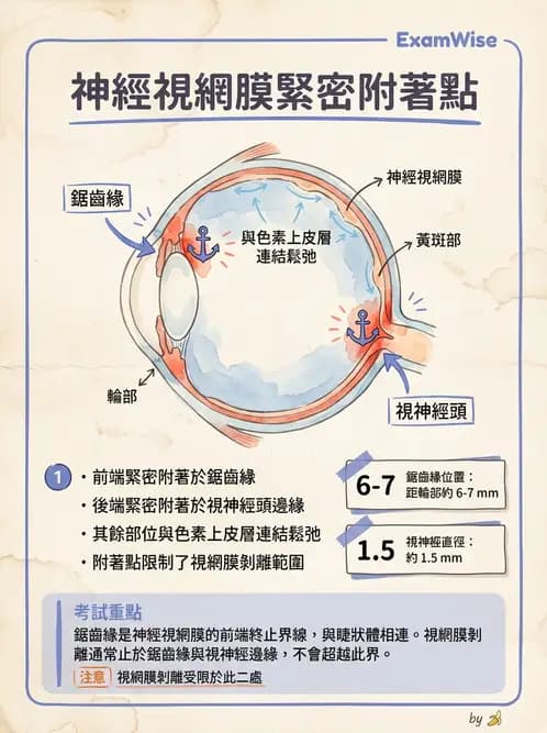 驗光師 - 視網膜 - AI 圖文解析預覽