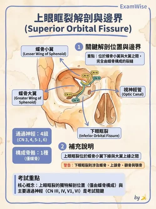 驗光師 - 眼窩骨骼與開口解剖 - AI 圖文解析預覽