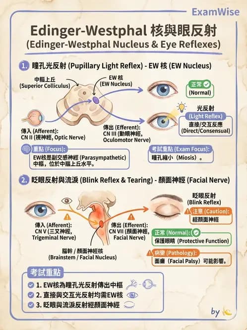 驗光師 - 眼部反射弧與自主神經調控 - AI 圖文解析預覽