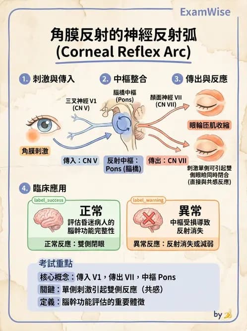 驗光師 - 眼部反射弧與自主神經調控 - AI 圖文解析預覽