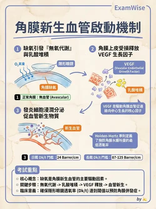 驗光師 - 角膜缺氧、水腫與變形 - AI 圖文解析預覽