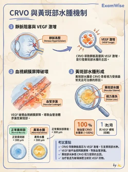 驗光師 - 血管阻塞、甲狀腺眼疾與其他全身性眼病變 - AI 圖文解析預覽