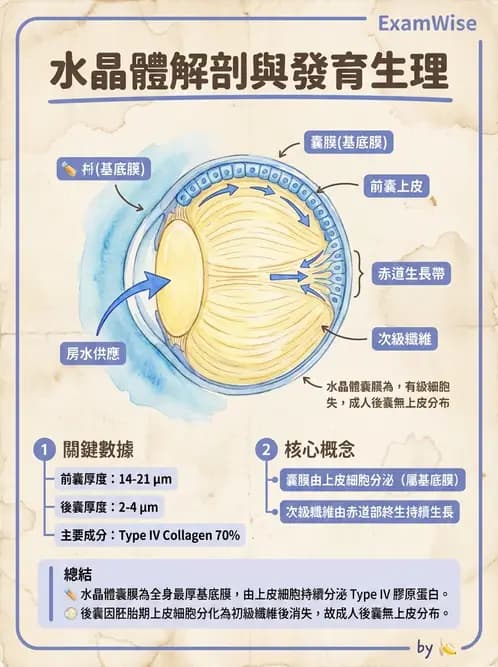 驗光師 - 眼球胚胎發育 - AI 圖文解析預覽