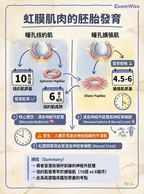 驗光師 - 眼球胚胎發育 - AI 圖文解析預覽