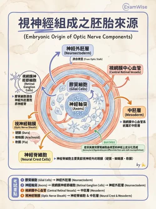 驗光師 - 眼球胚胎發育 - AI 圖文解析預覽