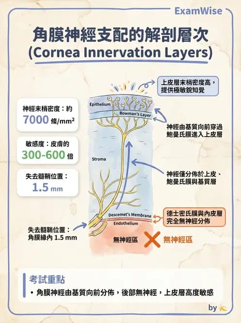 驗光師 - 眼球外層構造 - AI 圖文解析預覽