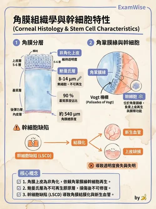驗光師 - 眼球外層構造 - AI 圖文解析預覽