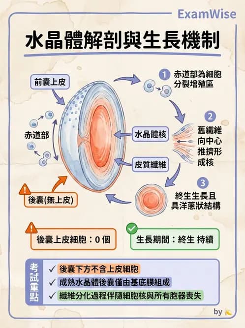 驗光師 - 水晶體與玻璃體 - AI 圖文解析預覽