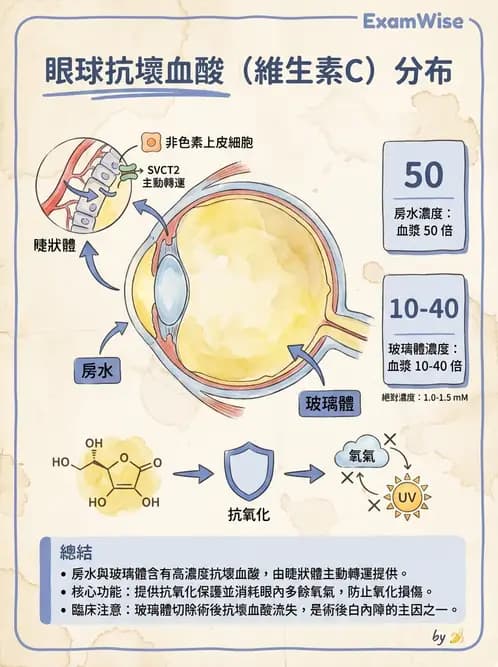 驗光師 - 眼球中層與前房 - AI 圖文解析預覽