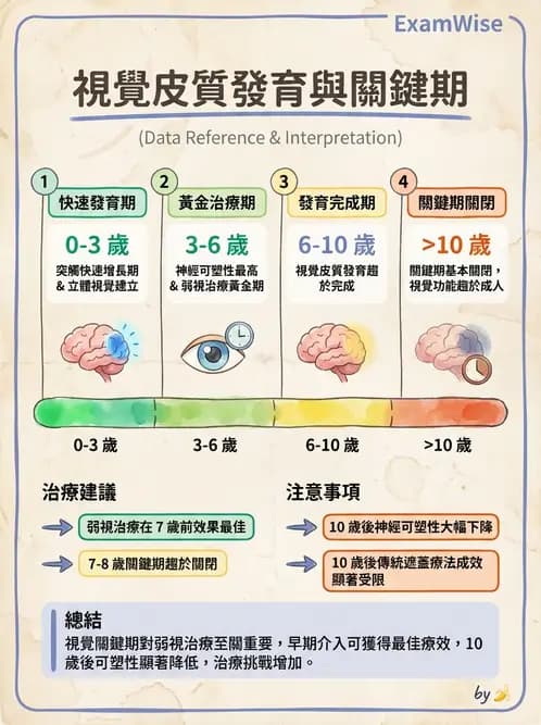 驗光師 - 視覺神經傳導系統 - AI 圖文解析預覽