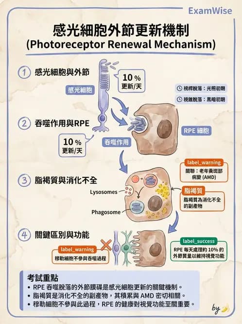 驗光師 - 視網膜 - AI 圖文解析預覽