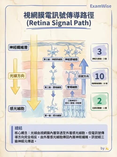 驗光師 - 視網膜 - AI 圖文解析預覽