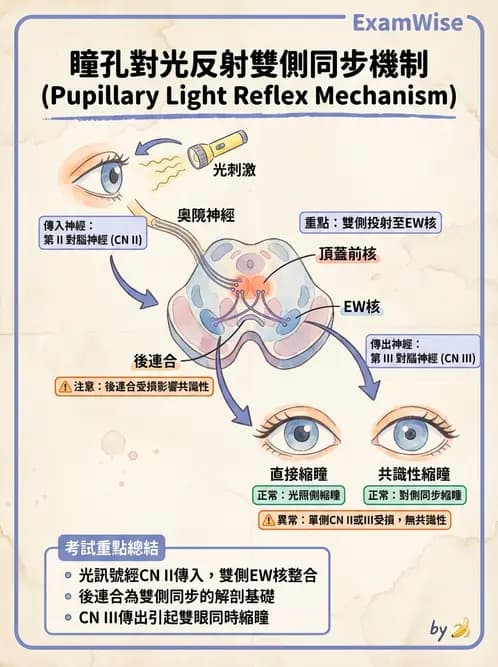 驗光師 - 眼部反射弧與自主神經調控 - AI 圖文解析預覽