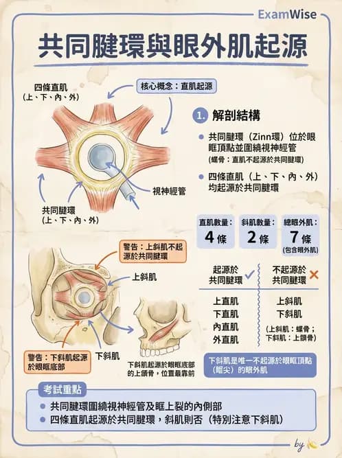 驗光師 - 眼外肌與眼球運動 - AI 圖文解析預覽