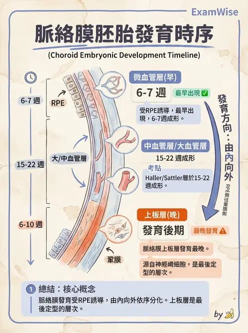 驗光師 - 眼球胚胎發育 - AI 圖文解析預覽