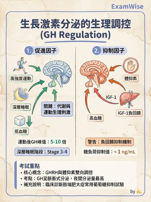 護理師 - 內分泌系統 - AI 圖文解析預覽