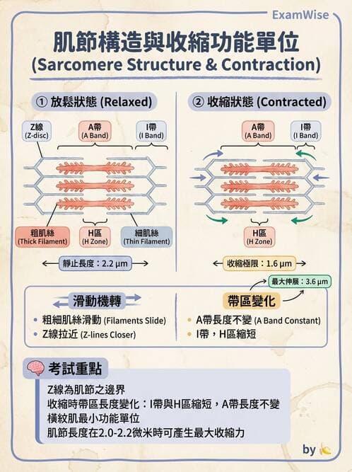 護理師 - 肌肉 - AI 圖文解析預覽